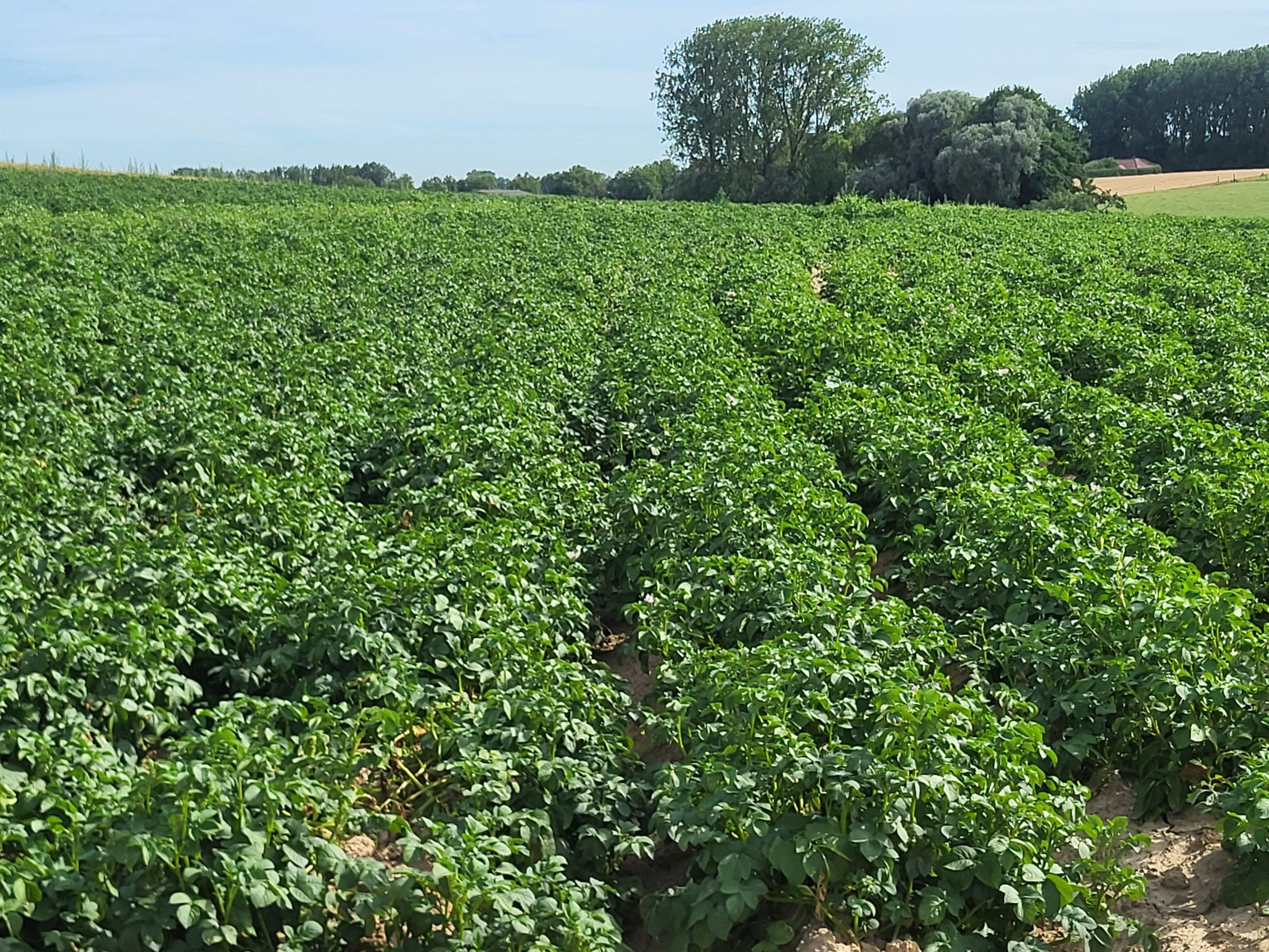 Champs de pommes de terres à la ferme de l'escole