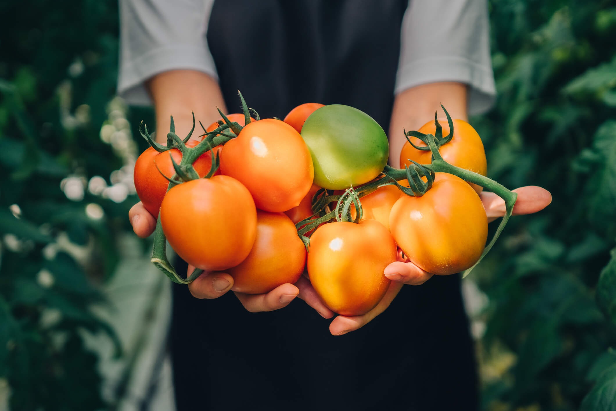 Légumes et pommes de terre biologiques de la ferme de l'Escole